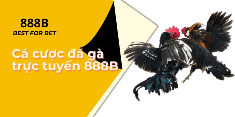 Đá gà 888b được truyền trực tiếp